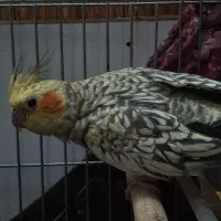 عروس هلندی|پرنده|قرچک, شهرک الحدید|دیوار