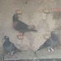 ۳ کبوتر یک نر و دو ماده به فروش میرسد