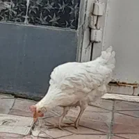 مرغ ماشینی|حیوانات مزرعه|نظرآباد, نظرآباد|دیوار