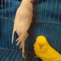 جفت مرغ عشق انگلیسی ۲۰۲۳|پرنده|بابل, |دیوار