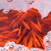 ماهی قرمز|ماهی|شاهرود, |دیوار