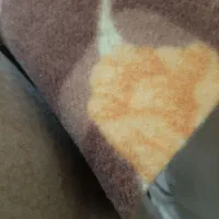 موکت