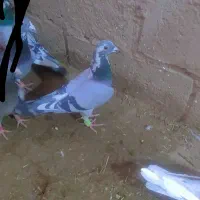 کفتر|پرنده|بیرجند, |دیوار