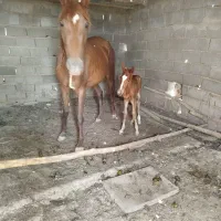 مادیان سه ساله|اسب و تجهیزات اسبسواری|سمنان, |دیوار