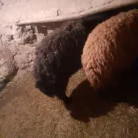 بره قوچ وقوچ|حیوانات مزرعه|صائین قلعه, |دیوار