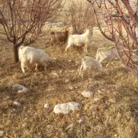 فروش بز دوقلو زا و دورگه از نر سانن