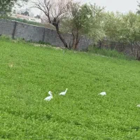 زمین ۴ دیواری ۱۰۰۰ متری دوبر  قابل معاوضه با خودرو|فروش زمین و ملک کلنگی|اسلام‌شهر, شهرک واوان|دیوار