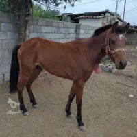 2 اسب باری با ادب و آرام|اسب و تجهیزات اسبسواری|آرمرده, |دیوار