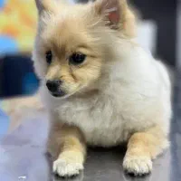 پامرین|سگ|شاهینشهر, شهرک گلدیس|دیوار