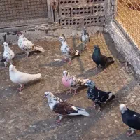 ۱۰تاکفتر درجه یک