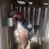 خروس لاری مرغ لاری