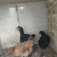 مرغ لاری و مرغ محلی|حیوانات مزرعه|رباطکریم, رباطکریم|دیوار