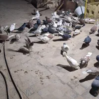 کفتر پرشی|پرنده|مشکیندشت, |دیوار