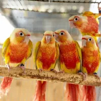 خریدار گرینچک کوتوله راهب ملنگو خورشیدی و..