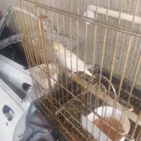 عروس هلندی|پرنده|بومهن, |دیوار