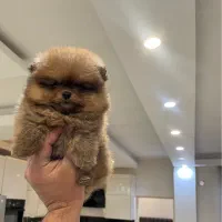 سگ پامرانین پامر خرسی فیمت 17