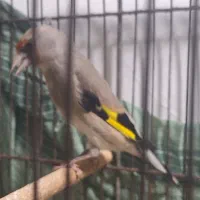 سهر نر و ماده|پرنده|فردیس, شهرک شهید حسینی|دیوار