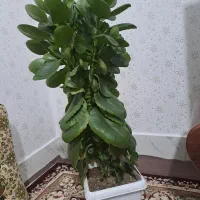 گل قاشقی خوشکل و جوان با یه متر قد ۷۰۰ هزار|گل و گیاه طبیعی|سنندج, |دیوار