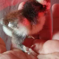جوجه سلطان کاکلی پاپر پرریش