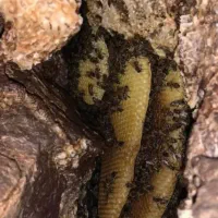 عسل اصل اصل طبیعی،وژل رویال موجوده