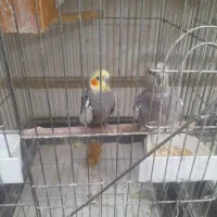 عروس هلندی مولد با جوجه و تخم|پرنده|اسلام‌شهر, شهرک قائمیه|دیوار