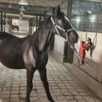 حراج اسب کورسی و کره یکسرپرشی|اسب و تجهیزات اسب‌سواری|سلفچگان, |دیوار