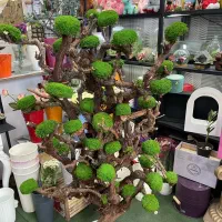 درخت جاودان