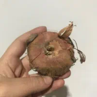 پیاز گلایل