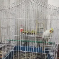 عروس هلندی نر