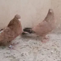 برنجی پرتقالی اصیل فول کیفیت|پرنده|تهران, منیریه|دیوار