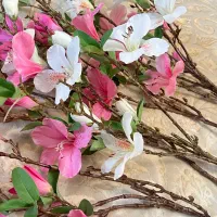 تعدادی گل نو