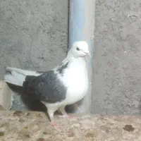 کفتر یا کبوتر|پرنده|چناران, |دیوار