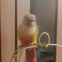 گرینچک گم شده|پرنده|تهران, علم و صنعت|دیوار