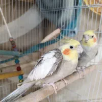 عروس هلندی دستی و اهلی