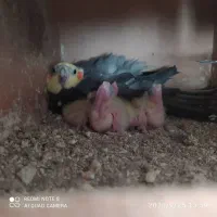 جفت عروس آماده