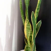 گل سانسور یا دوعددفروشی|گل و گیاه طبیعی|الشتر, |دیوار