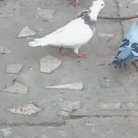 یک جفت طوقی اس