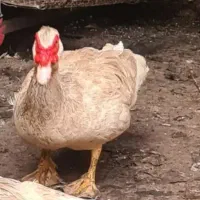اردک خارجی اسرائیلی