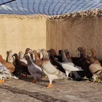 کبوتر جوجه هیچ پری