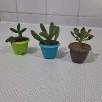 کاکتوس طبیعی مینیمال