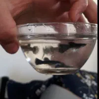 ما. هی. گو. پی.|کیف، کفش، کمربند|اسفراین, |دیوار