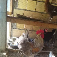 خروس پاکر خاکستری|حیوانات مزرعه|اهرم, |دیوار