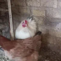 برهما لایت ( مرغ وخروس )|حیوانات مزرعه|قم, نخودی|دیوار