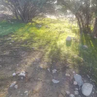 خریدار پراید  شاسی ها سالم باشه ۸۵ تا ۸۸ به قیمت