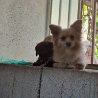 پامر و شیتزو