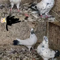 کفتر پرشی با اصالت