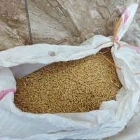 گندم|لوازم جانبی حیوانات|هلیلان, |دیوار