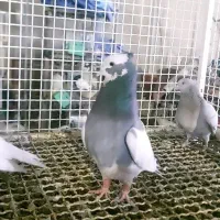 کبوتر طوق سبز