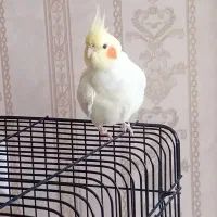جوجه عروس هلندی با قفس