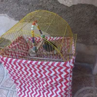 مرغ مینا با قفس و مطعلقات